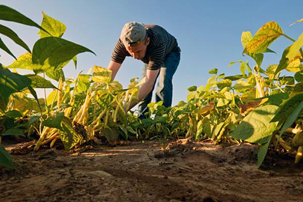 Agriculturalist-Indonesia
